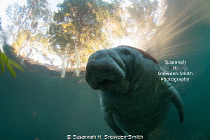 Sun rays spread behind a manatee in early-morning light w... by Susannah H. Snowden-Smith 